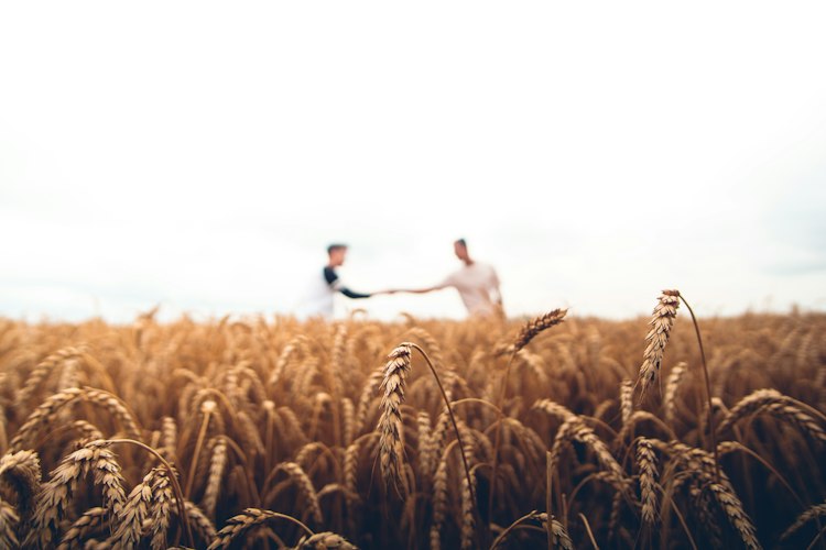 Agricultural fields and farming work